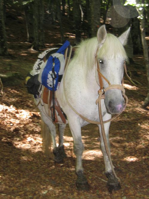 trekking con i muli-3.JPG
